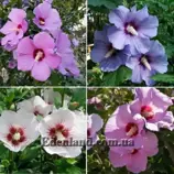 Изображение Гибискус сирийский (цвет - смесь) - Hibiscus syriacus