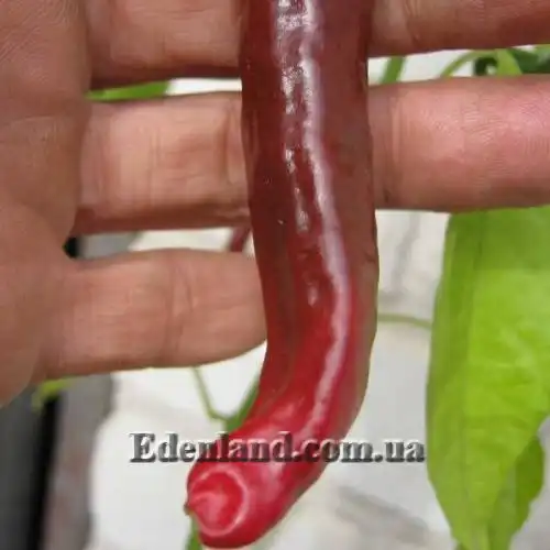 Изображение Перец Bro Dick