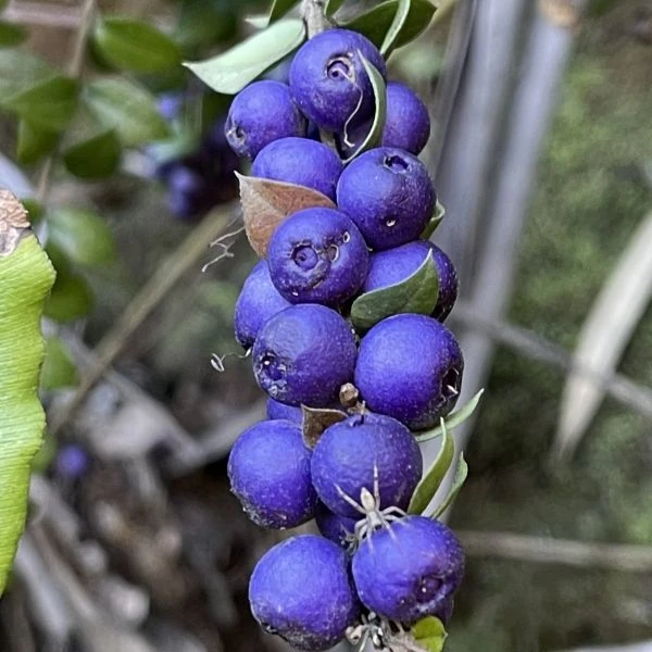 Изображение Рафитамнус колючий - Rhaphithamnus spinosus 