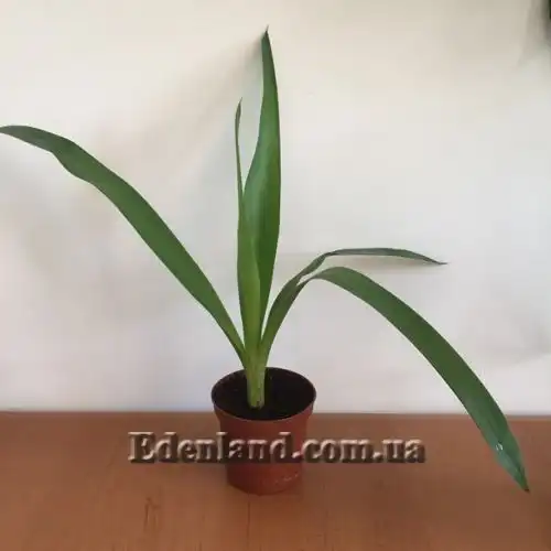 Изображение саженцы в продаже