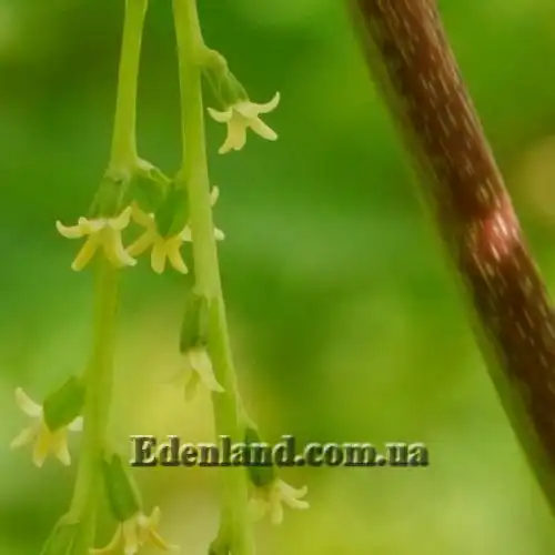 Изображение Диоскорея клубненосная  - Dioscorea bulbifera