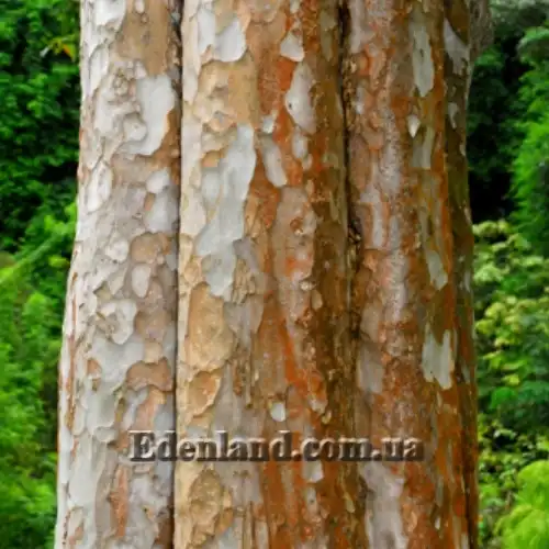 Изображение кора