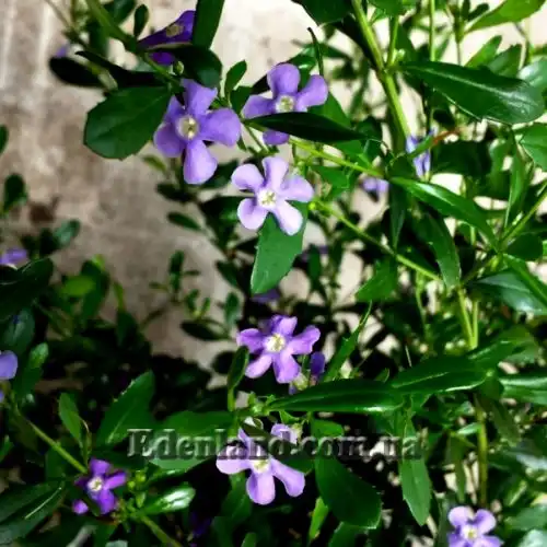 Изображение Фрейлиния тропическая - Freylinia tropica