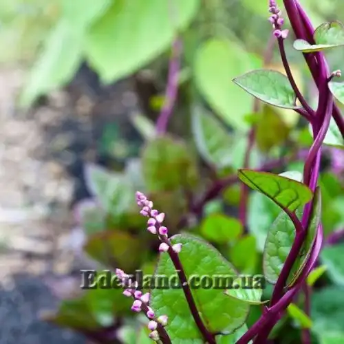 Изображение Базелла белая (красная) - Basella alba (rubra)