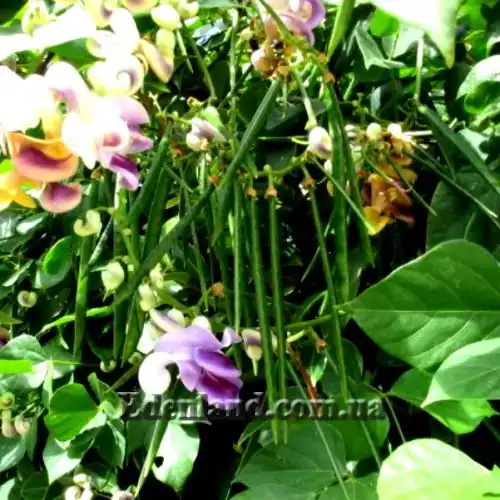 Изображение Вигна каракалла  - Vigna caracalla