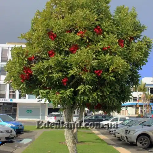 Изображение Стенокарпус выемчатый - Stenocarpus sinuatus