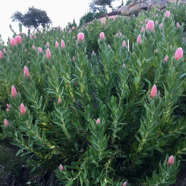 Зображення Протея компактна - Protea compacta 