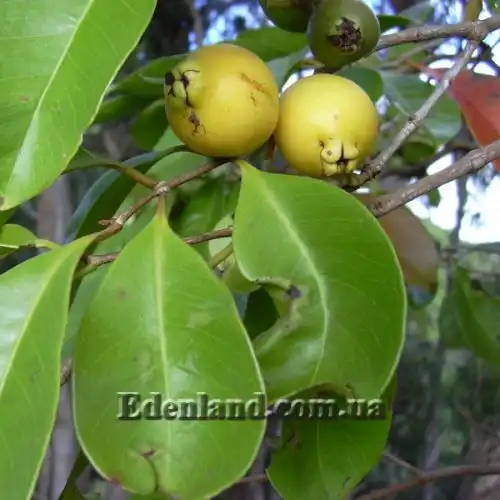 Изображение Псидиум Кэттли блестящий  - Psidium cattleianum lucidum 