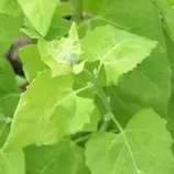 Изображение Атриплекс садовый  - Atriplex hortensis