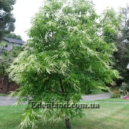 Изображение Оксидендрум древовидный - Oxydendrum arboreum