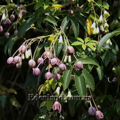 Хольбелія широколиста - Holboellia latifolia