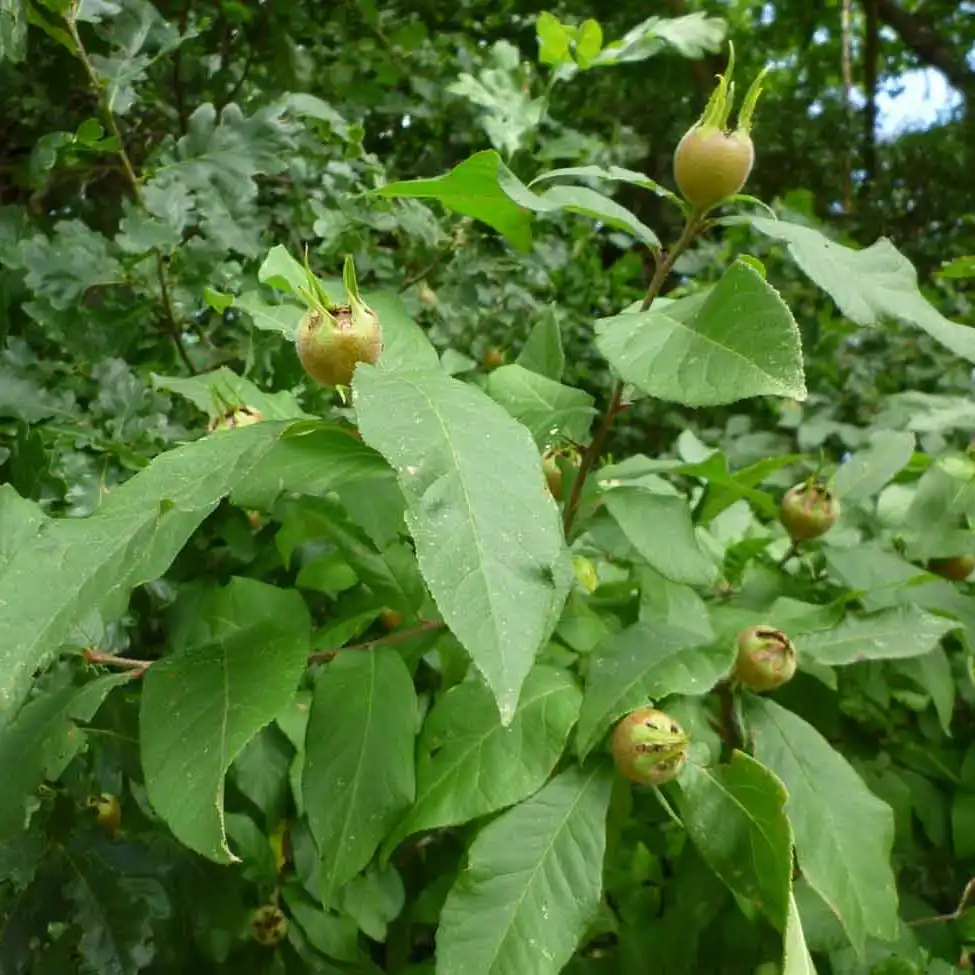 Изображение Кратегус германский  - Crataegus germanica