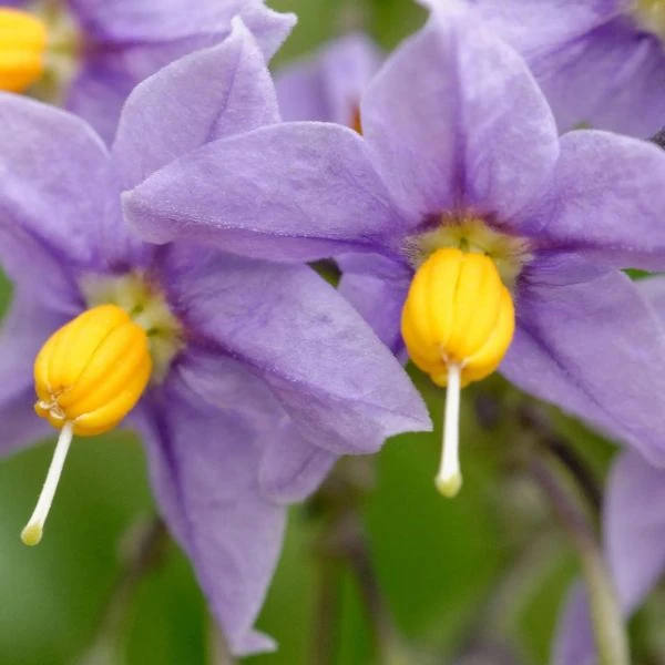 Зображення Пасльон кучерявий - Solanum crispum