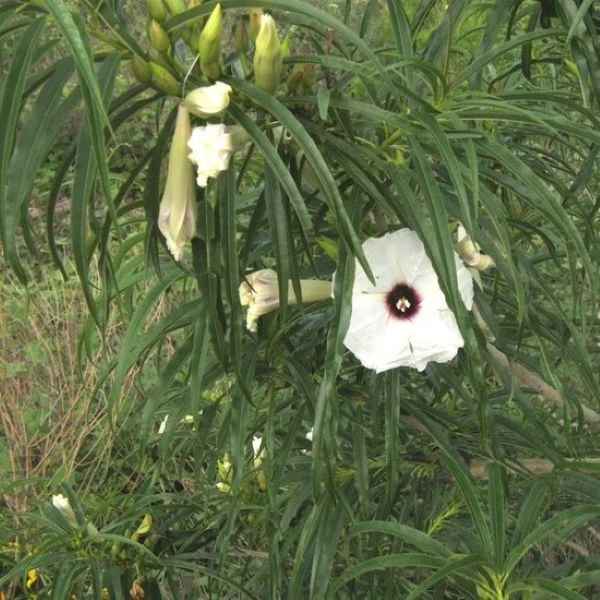 Изображение Ипомея хилопсисовидная  - Ipomoea chilopsidis