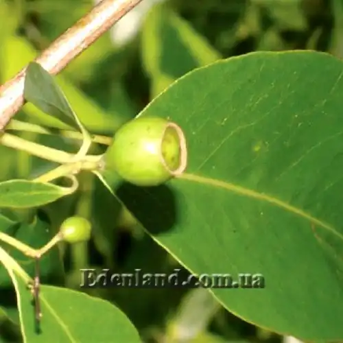 Зображення зеленый плод