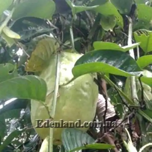 Изображение Пассифлора четырехугольная - Pasiflora quadrangularisи