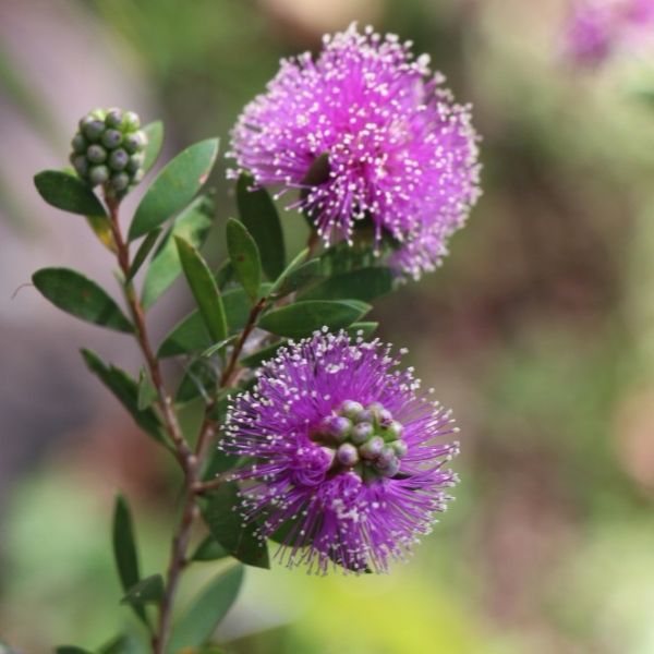 Зображення Мелалеука острівна - Melaleuca nesophila