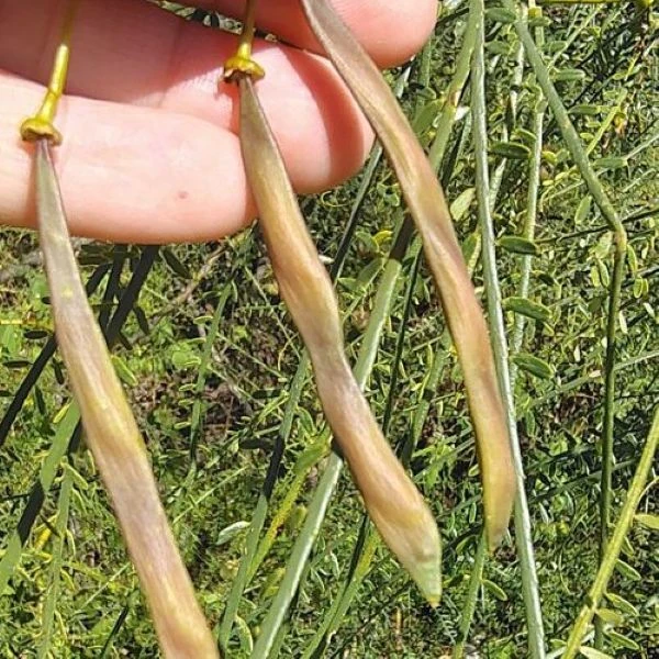 Зображення Паркінсонія шипувата - Parkinsonia aculeata 