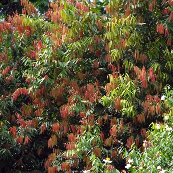 Зображення Мезуя залізна - Mesua ferrea 