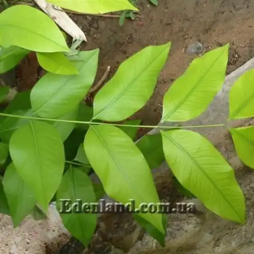 Зображення Касія трубчаста - Cassia fistula 