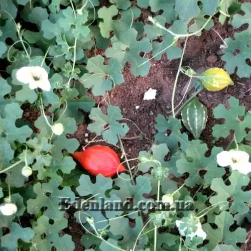 Изображение в открытом грунте