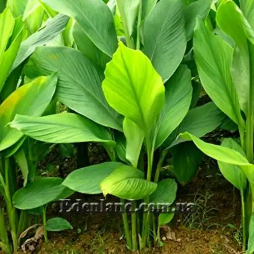 Изображение Куркума длинная - Curcumae longae