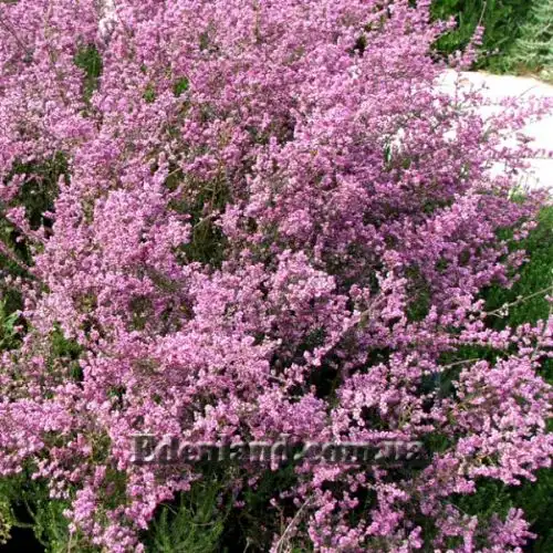 Изображение Муралтия колючая  - Muraltia spinosa
