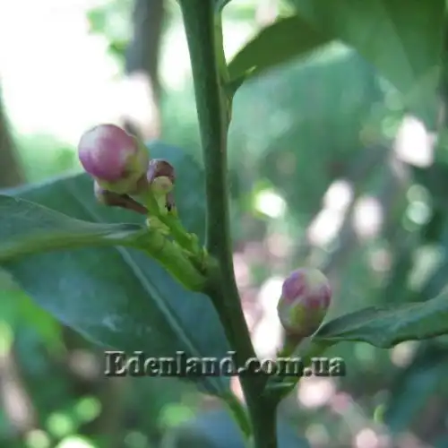 Изображение Апельсины,  мандарины, лимоны и клементины крупномеры.