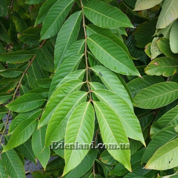 Изображение Лагерстремия красивая - Lagerstroemia speciosa