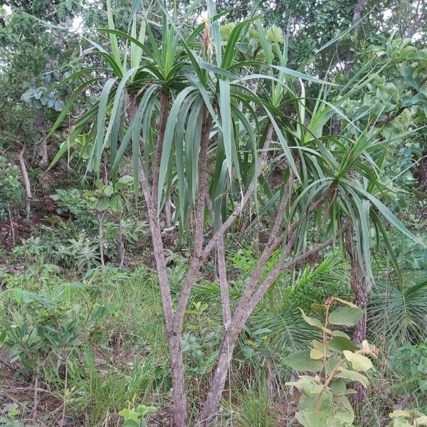 Зображення Велозія луската - Vellozia squamata