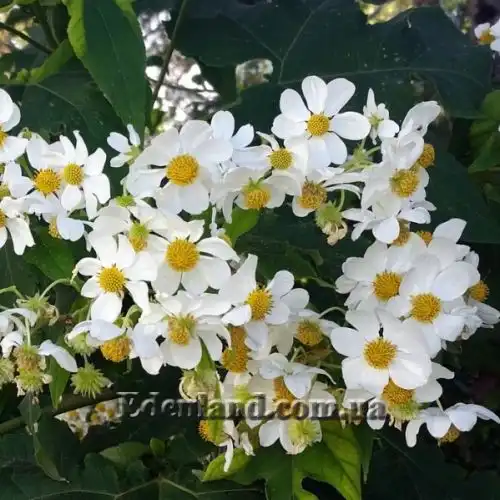 Зображення Монтаноа гібіскусолістна - Montanoa hibiscifolia