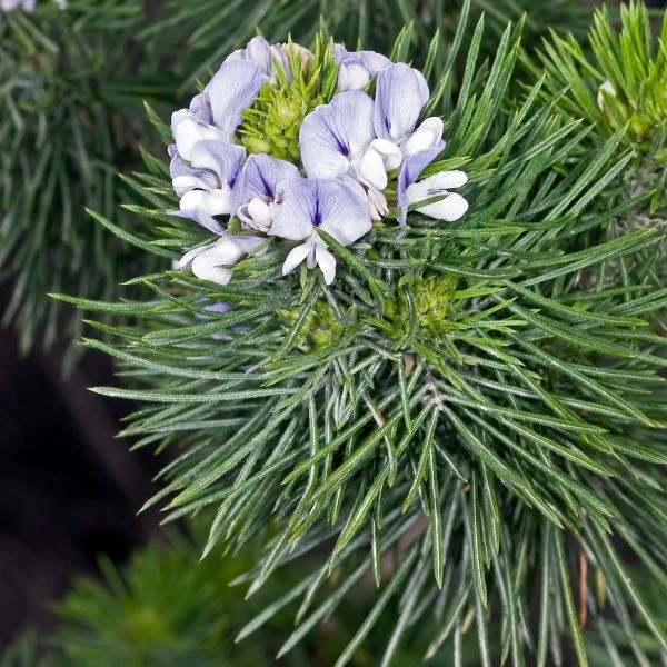 Псоралея деревовидна - Psoralea arborea