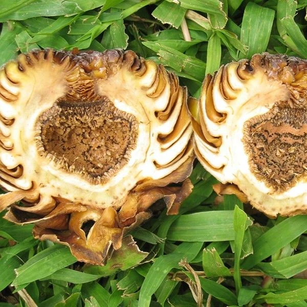 Изображение Фикус Бруса - Ficus brusii 