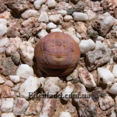 Изображение Крассула столбчатая - Crassula columnaris