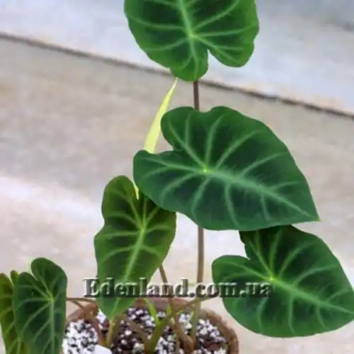 Изображение Ремусатия карликовая - Remusatia pumila