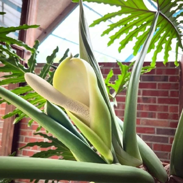 Зображення Тауматофіллум двоперисторозсічений (Філодендрон Селло) - Thaumatophyllum bipinnatifidum 