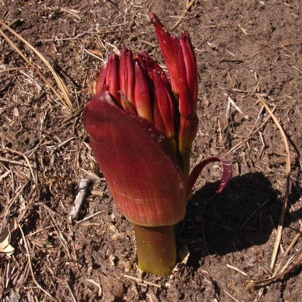 Изображение Брунсвигия восточная - Brunsvigia orientalis  