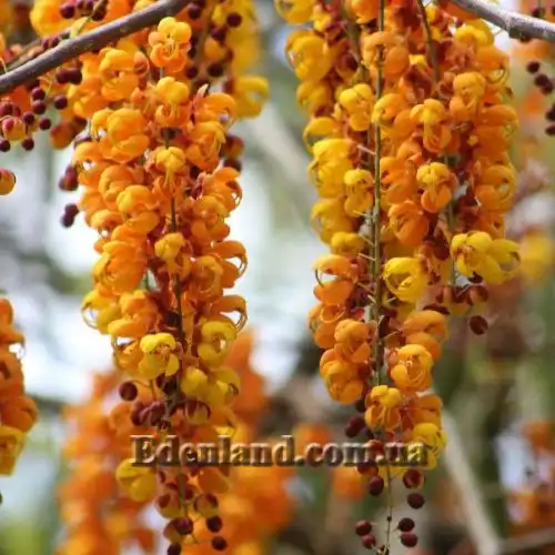 Изображение Кассия мускусная - Cassia moschata