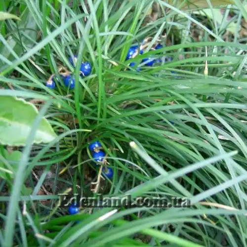 Изображение Офиопогон японский - Ophiopogon japonicus