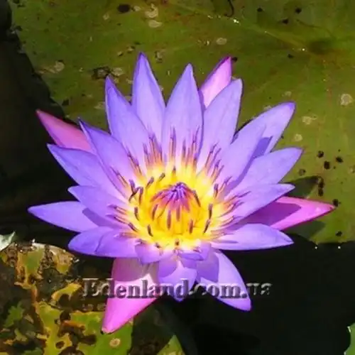 Зображення Німфея (Латаття) Нухалі - Nymphaea nouchali