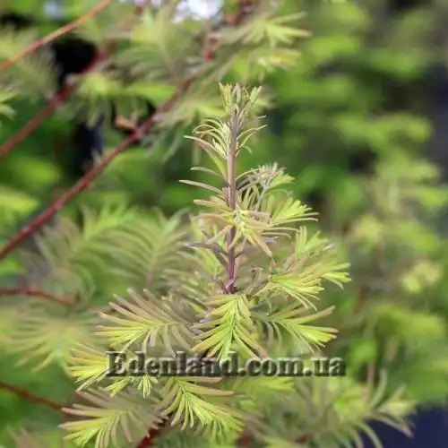 Зображення Метасеквоя гліптостробоподібна - Metasequoia glyptostroboides