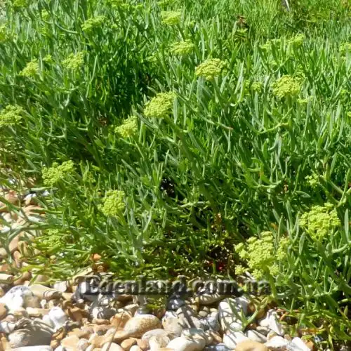 Зображення початок цвітіння