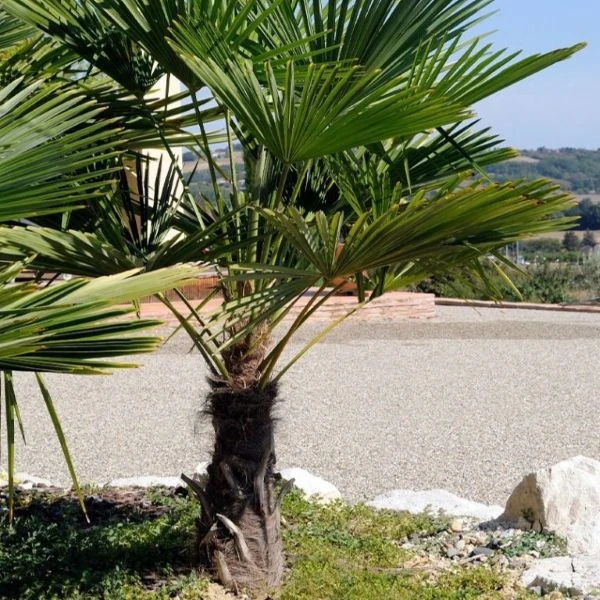 Изображение Трахикарпус Вагнера  - Trachycarpus wagnerianus 