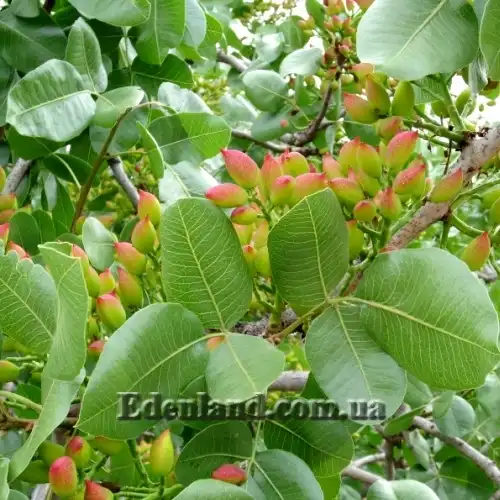 Изображение ветка с плодами