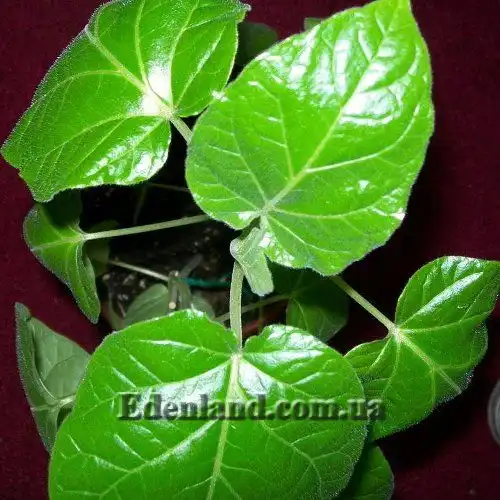 Изображение Цифомандра свекловидная желтая - Cyphomandra betacea gold