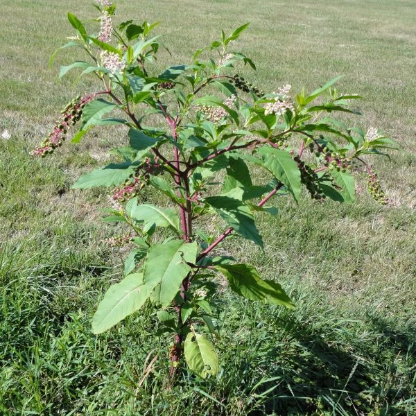 Изображение Фитолакка американская  - Phytolacca americana