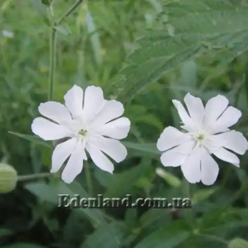 Изображение Смолёвка капская - Silene Capensis