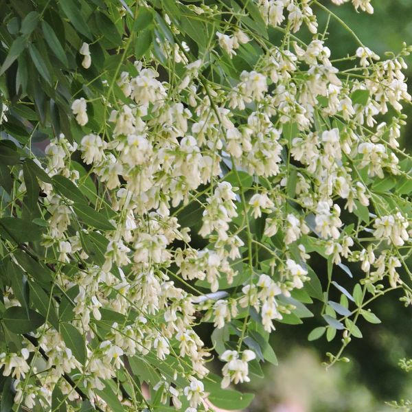 Изображение Стифнолобиум японский  - Styphnolobium japonicum