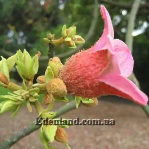 Изображение Брахихитон разноцветный - Brachychiton discolor