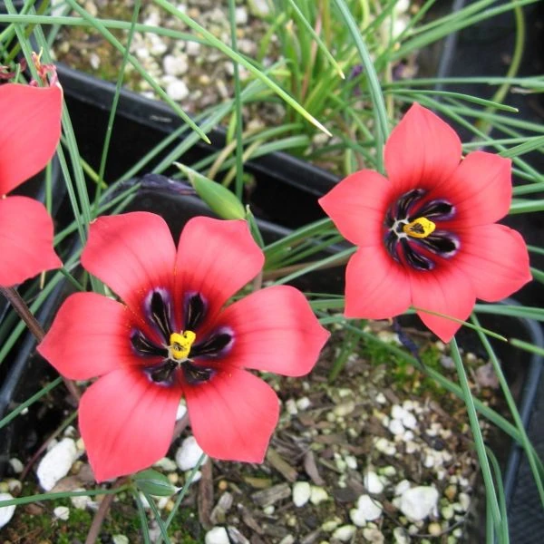 Зображення Ромулея однобратна - Romulea monadelpha  